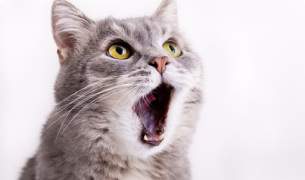 An image of a cat opening its mouth like it is surprised