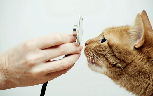 A cat is being checked by a doctor
