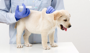 An image of a dog getting treatment by injection from doctor